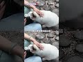 始终相信善有善报,恶有恶报 #街猫 #猫屋守护人