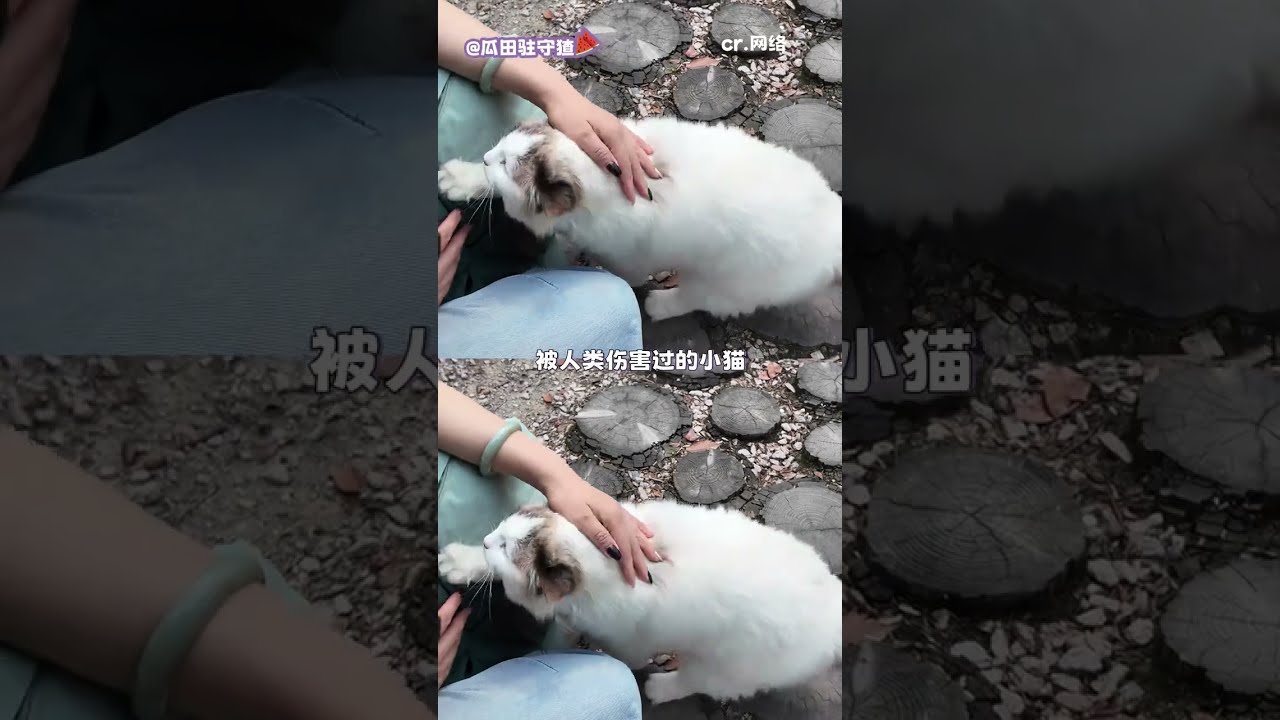 始终相信善有善报，恶有恶报 #街猫  #猫屋守护人
