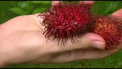 Тропические фрукты Индонезии - Рамбутан (rambutan)