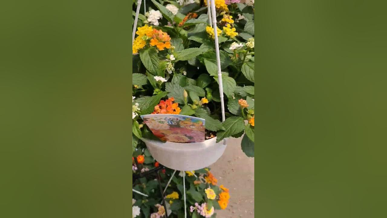 My stress Reliever🌺🇯🇵japanvlog flowers japansummer YouTube