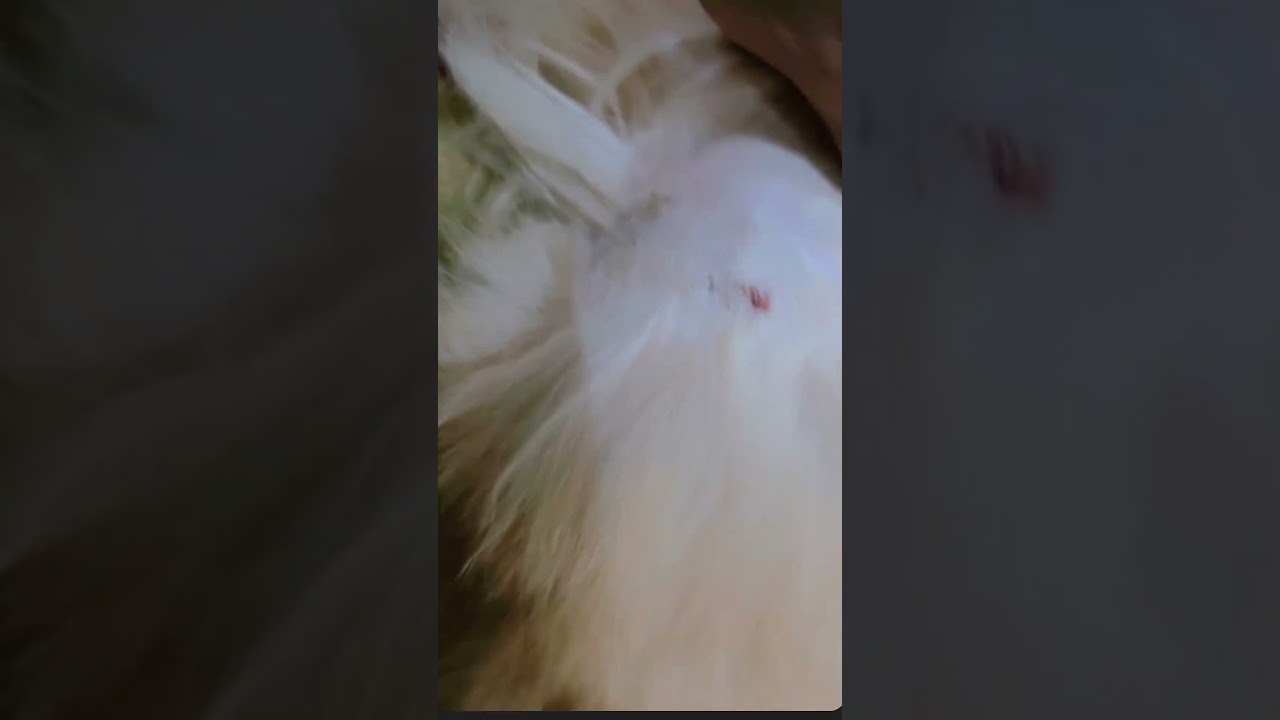 Full information about  male cat bite on female neck........
