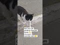 #cat #aboneol #kedi #catviral #yavruhayvanlar #keşfet #sokakkedisi #patilidostlar#youtubeshorts