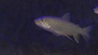 4 million fish, 200 lakes: Anchorage’s sport hatchery opens for tours this week