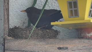 Blackbird Breeding Day-6 | Ambience for Relaxation