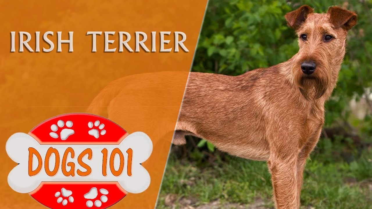 Dogs 101 - IRISH TERRIER - Top Dog 