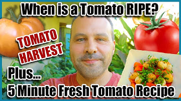 Harvesting Tomatoes! When is a Tomato Ripe? Plus a 5 Minute Tomato Recipe.