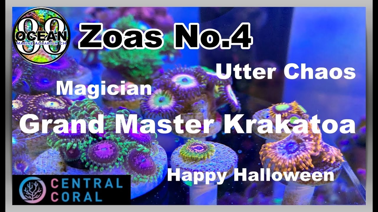 海水魚水槽・サンゴ水槽】マメスナ(Zoa)ご紹介 グランドマスター 海水魚水槽・サンゴ水槽】マメスナ(Zoa)ご紹介 グランドマスター