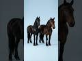Friesian + Other Equines… What Happens? | Arcane Mutation