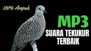 Suara Burung Derkuku Gacor Sangat Ampuh Untuk Pancingan Dan Pikat Tekukur Liar