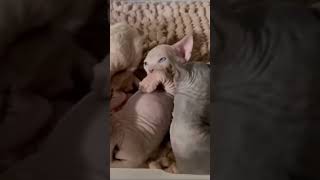 It’s an Adorable PILE of Sphynx & Bambino Kittens!!  #sphynxworld  #sphynxlife