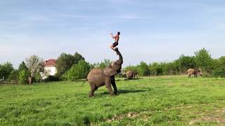 Elephant helps Young Man to do a Somersault | #elephant