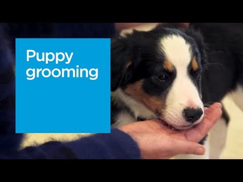 Puppy Grooming