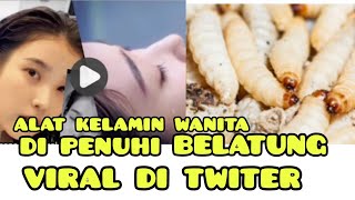 BIKIN MUAL , alat kelamin wanita di penuhi belatung viral TIKTOK di twiter.