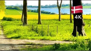 Drive through countryside, Denmark, ??springtime جولة في الربيع للريف الدنماركي بألوانه الساحرة️