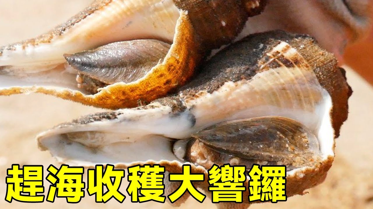 小漁大退潮來趕海，帶老公運氣暴漲，大響螺，蘭花蟹手到擒來【漁小仙】