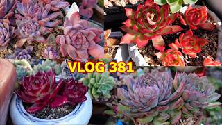 Ways To Make Succulents Color | VLOG #381 - Growing Succulents with LizK