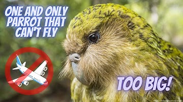 Meet the Kakapo: The World