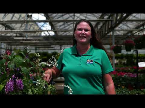 Video: Salsola Soda Information: Jak pěstovat rostliny Agretti