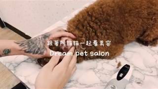 夢想寵物美容 43 跟著阿貓貓一起看美容 拔耳毛小技巧篇