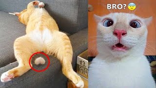 Latest Animal Videos About Funny Animals 2023 - Super Funny Moments About Animal World