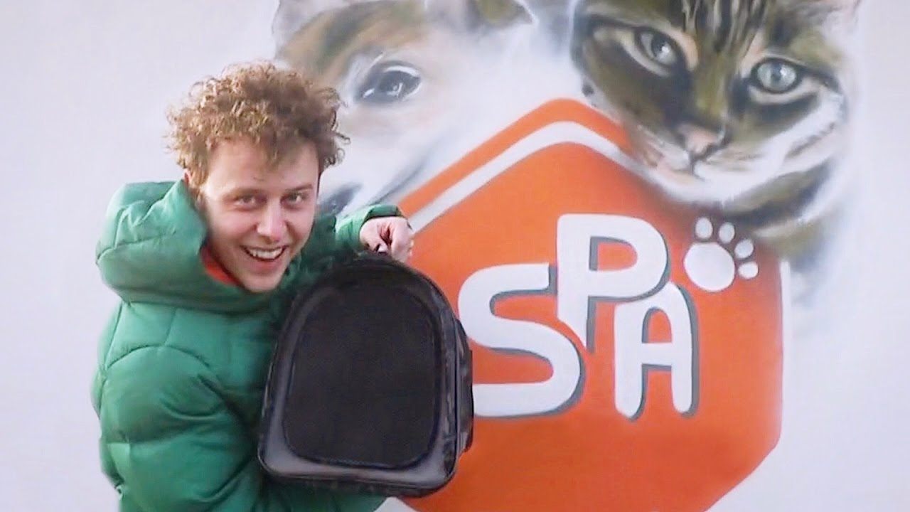 Norman je recueille un chat à la spa