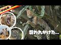 ヒョウに狙われ、山火事に遭遇し、ハプニング続出【ウガンダの魅力サバンナ編】VLOG4