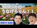 マユリカのうなげろりん 特別編 WHITE BIRD