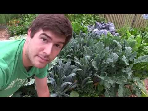 Vidéo: Oleander Caterpillar Control In Gardens - Comment se débarrasser des chenilles Oleander