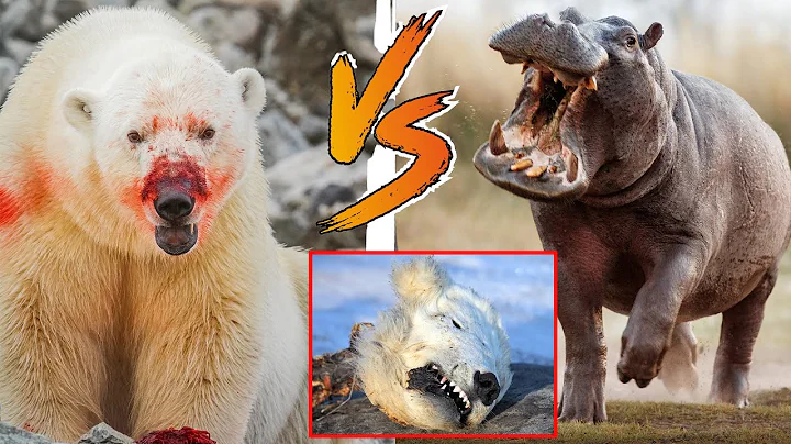 Polar Bear Vs. Hippo!
