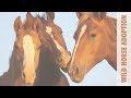 Wild Horse Adoption Fall 2019