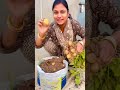 Mehnat ka inam mila Allu harvesting kerke #minivlog #shorts #vegetables #love