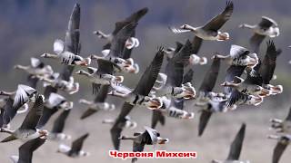 картинка: Червоня Михеич 