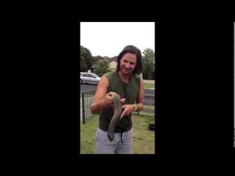 snake oil Deadly Australian Snake with Steve Ludwin