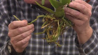 Repotting Grocery Store Orchids – Family Plot
