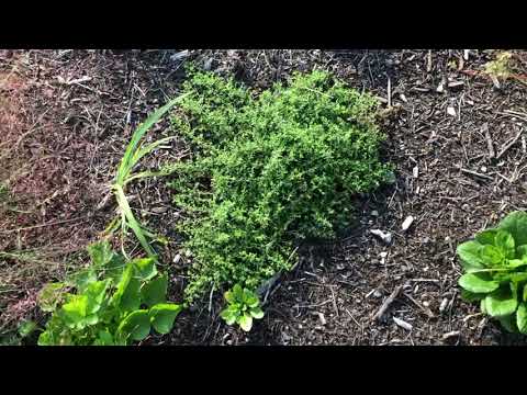 Vídeo: As plantas aster se espalham?