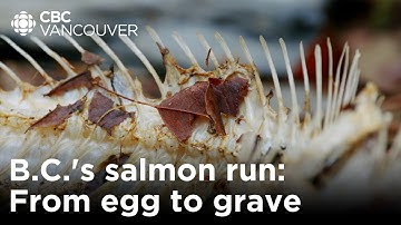From egg to the grave, B.C.’s salmon run is vital for this ecosystem | Creator Network