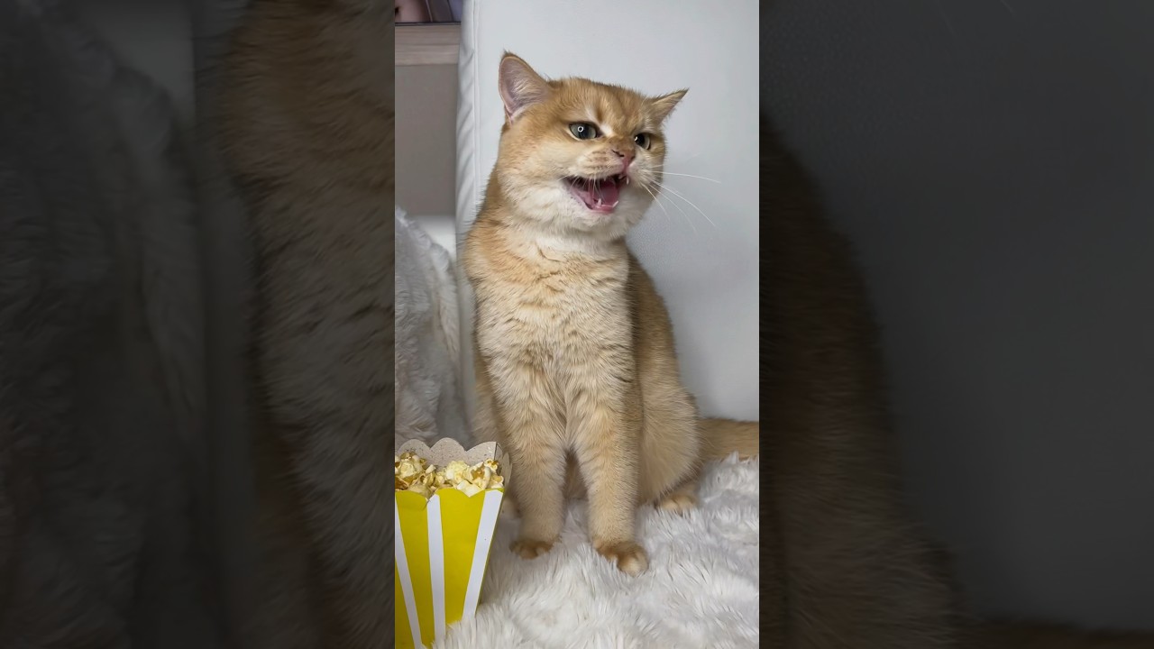 Nika didn't like the new kitten 