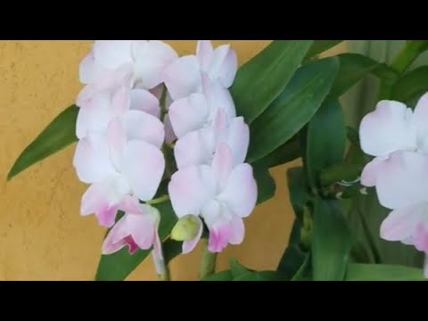 Video: Dendrobium Phalaenopsis Orhideja (23 Fotoattēli): Ziedu Apraksts, Aprūpe Mājās, Audzēšanas Metodes
