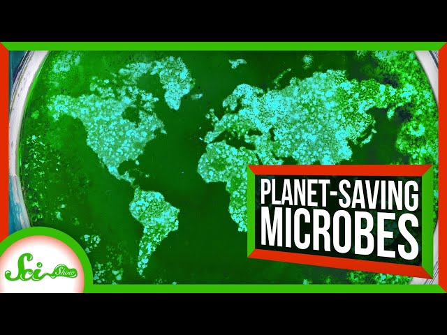 6 Microbes Saving the Environment