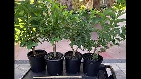 How to trim guava trees properly