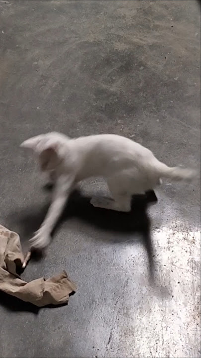 bahagia lah yang nonton 447 #cat #funny #kucingputihlucu #fyp