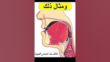 صفات الشدة والرخاوة والتوسط #تجويد_القرآن_الكريم #تجويد #مخارج #صفات_الحروف #tajweed