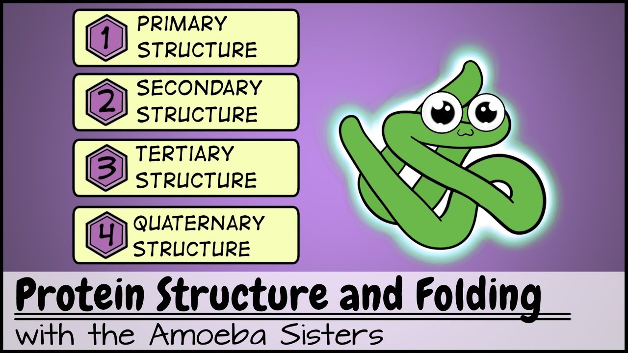 Protein Structure and Folding - YouTube