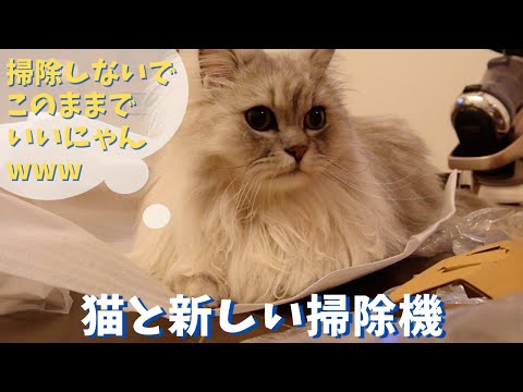 猫と新しい掃除機｜ラガマフィンのラガさん