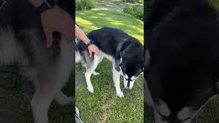 Itchy Dotty? #alaskanmalamutes #funnydogs #malamutelovers