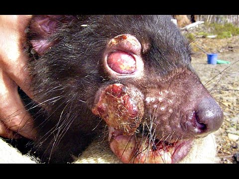 DEVIL FACIAL TUMOR DISEASE - Smarter Every Day 140