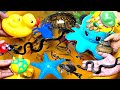 Synthetic Cute Animals video, Goldfish, Koi, Turtle, Guppies, Octopus, Betta, Snake, carb (Shark)