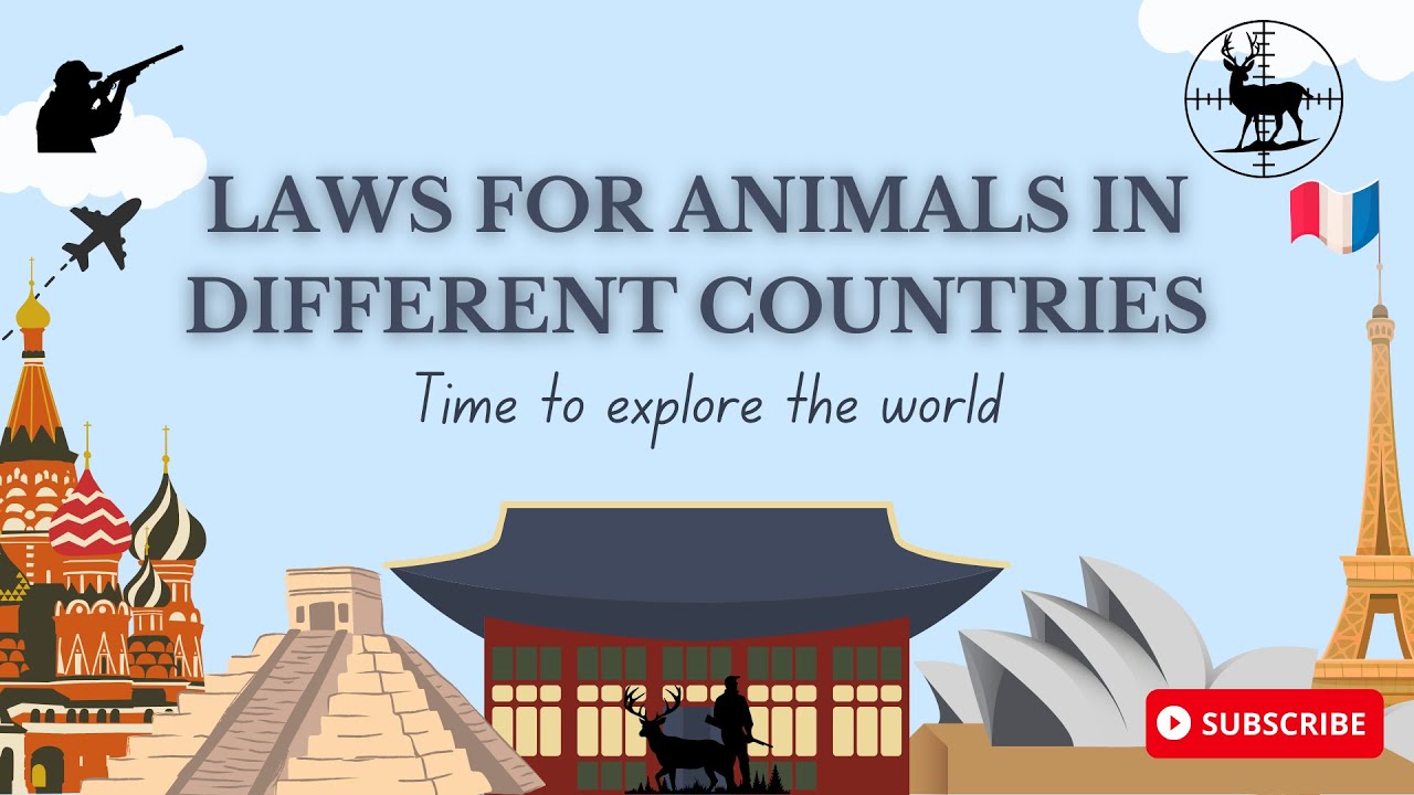 Hunting Laws In Different Countries Animal Shelter YouTube hunting-laws-in-different-countries-animal-shelter-youtube