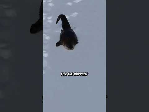 Mysterious Snow Prints Lead to a Wild Surprise