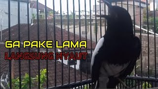 Gak pake lama, kacer apapun dengar suara kacer ini langsung nyaut! pancingan kacer gacor!!